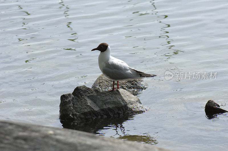 黑头鸥，Larus Ridibundus